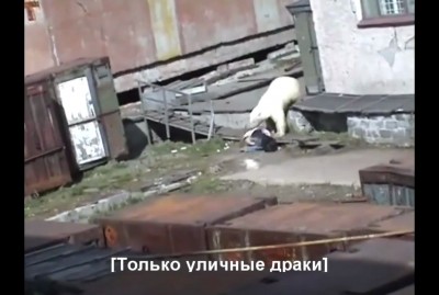 Нападение белого медведя