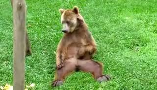 Мишка чешет шишки