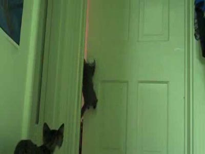 Кот открывает дверь