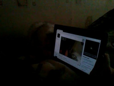 реакция кошки