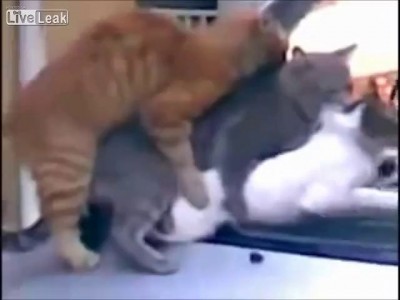 Майские коты