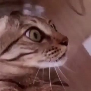 Карусель с котом