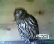 Танцующие совы