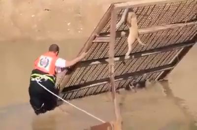 спас собакена