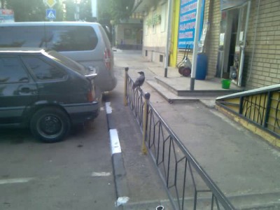 Ворона хапуга 2