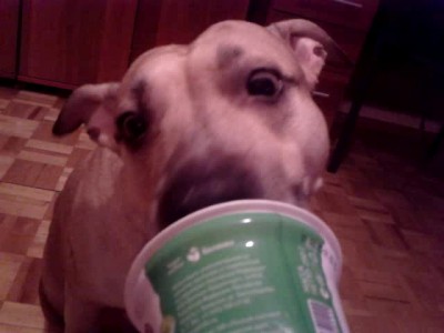 сметановый жор.