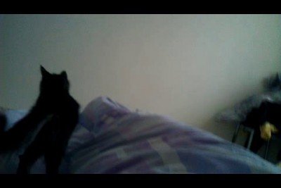 Котейки пришли будить меня 31 декабря!