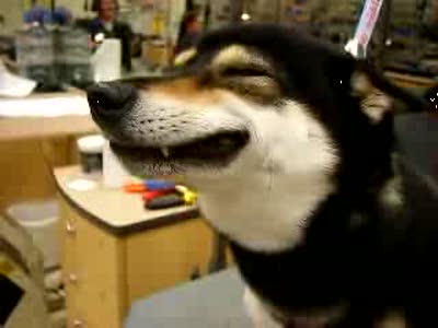 Собака - улыбака