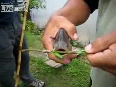 Веселая рыбка