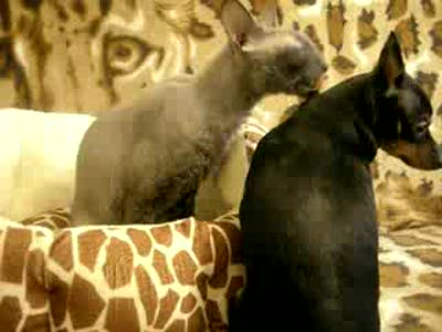 настоящая любовь