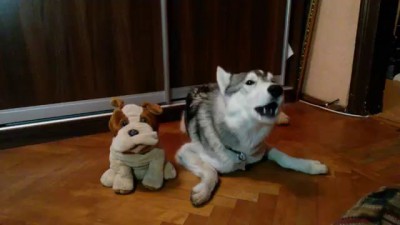 Мой собакен запел