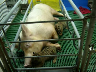 Тигровый зоопарк Сирача. Тайланд