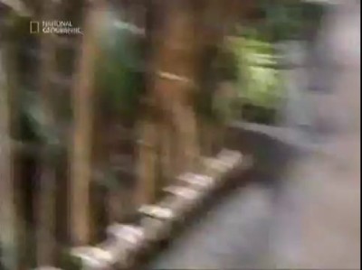 Горила Героиня! спасла мальчика.