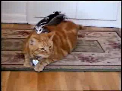 Наподение на кота