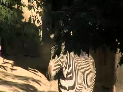 Cute Baby Zebra Colt-Cincinnati Zoo