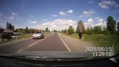 Коровы