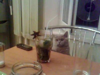 котя пьет мохито!