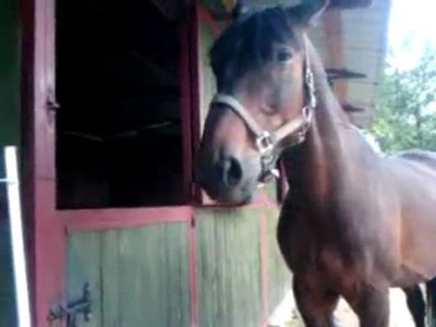 Умная лошадка .