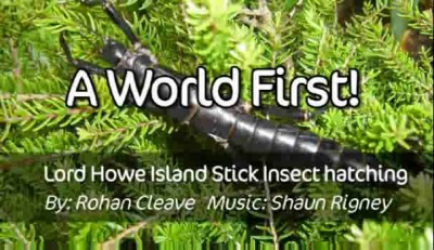 Жук появляется из яйца