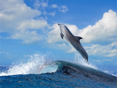 А ДЕЛЬФИНЫ В УРАГАН...