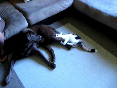 Тобик и Варварка