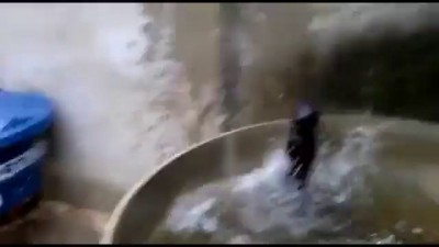 Бешеный котэ