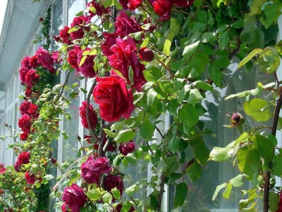 мышь, чтобы следовать