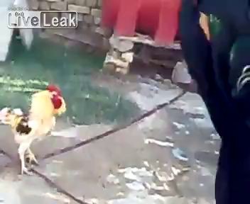 Дерзкий петух