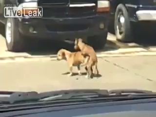 Умер счастливым