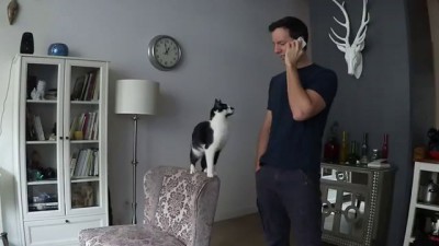 Невероятно ласковый кот