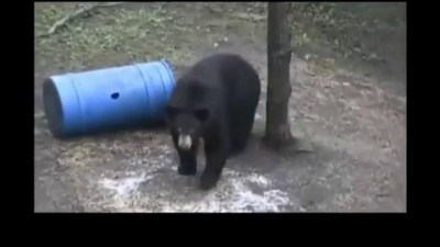 Climbing Trees Does NOT Keep You Safe From Black Bears