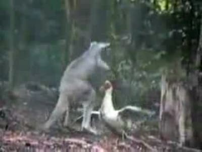 Кенгуру против гуся