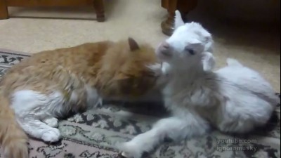 Когти и копыта