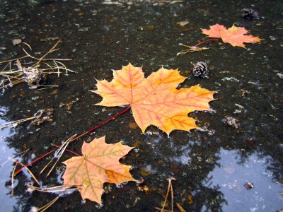 Слайд-Шоу Осень. Brian Crain.  Autumn