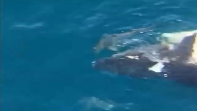 Australian man rides dead whale