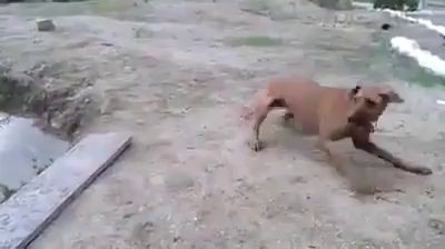 Собака друг человека.