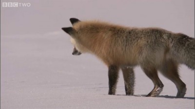 Fox Snow Dive - Yellowstone - BBC Two