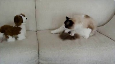 Timo the Ragdoll Cat and his plush puppy