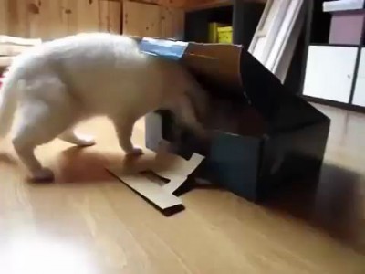 Cats with box