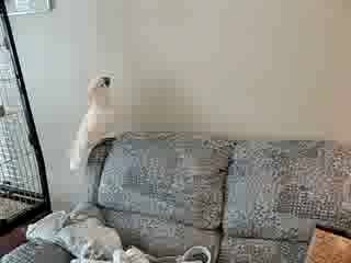 Кот Тишка VS попугаиха Пебл: окончание боевых действий