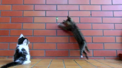 Котята и лазерная указка