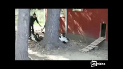 Знакомство уток с водой