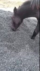 Конь жрет уголь