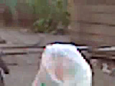 У собак тоже есть резиновые женщины