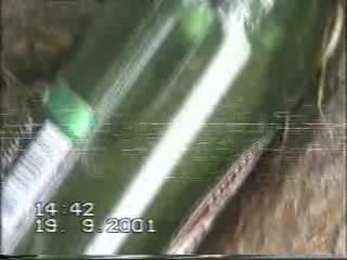 спасти мыша