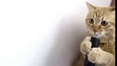 Кот и пылесос