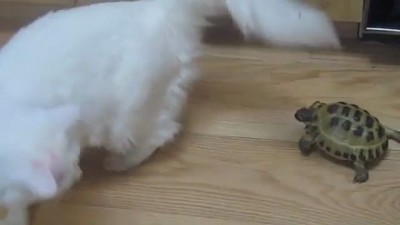 Быдло черепаха