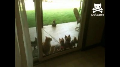 Cat opens door for puppies