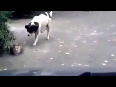 Коты дерутся