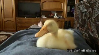 Duckling Snoring FUNNY